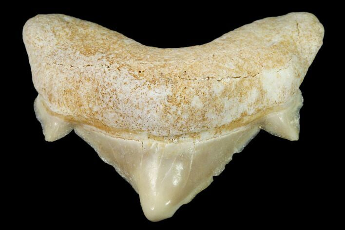 Pathological Shark (Otodus) Tooth - Morocco #108249